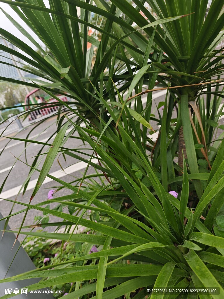 翠綠繁茂的室內(nèi)觀葉植物