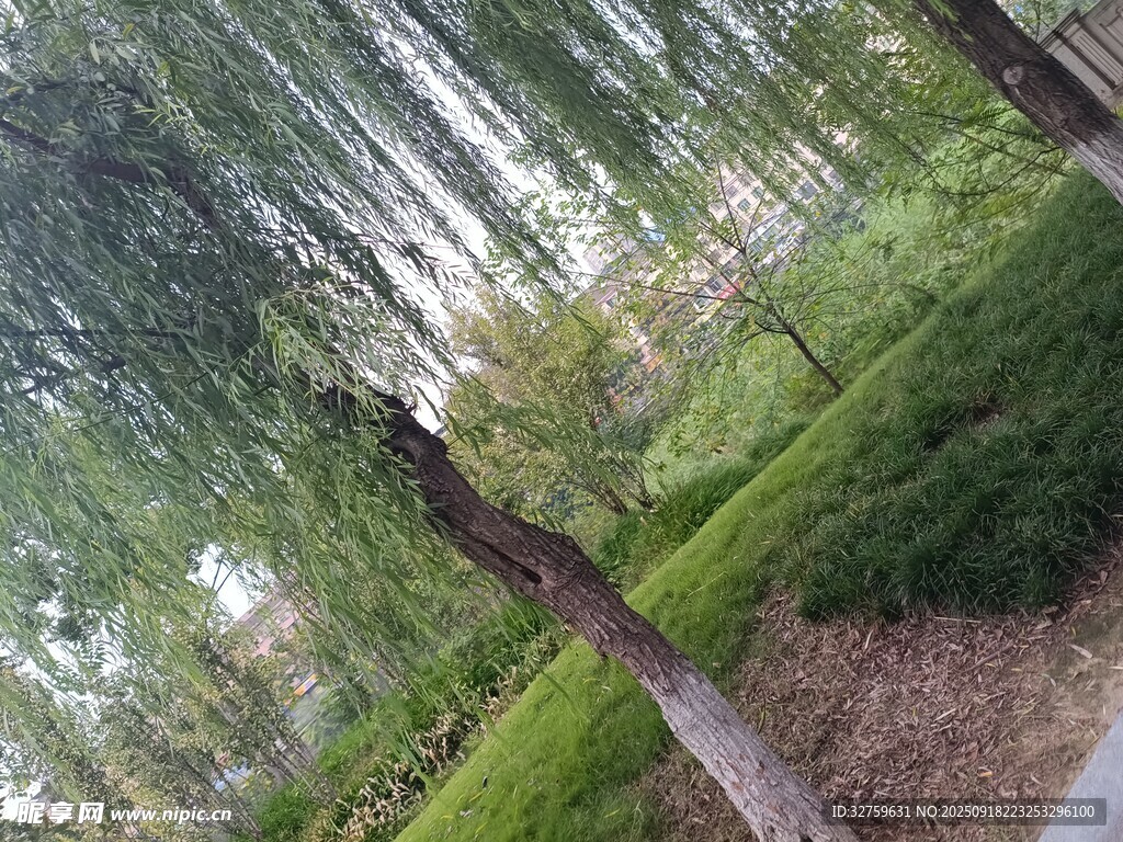 林間小道的自然清新景致