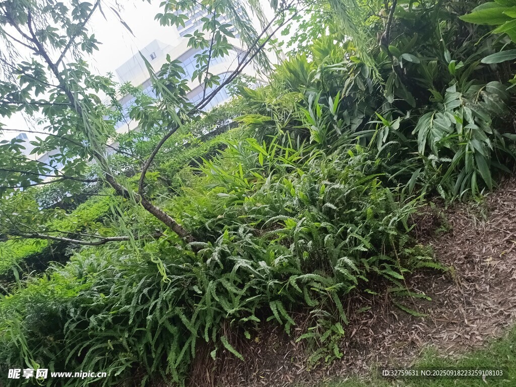 綠意盎然的戶外植物景觀