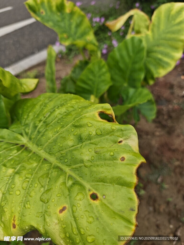 帶孔洞的綠色植物葉片