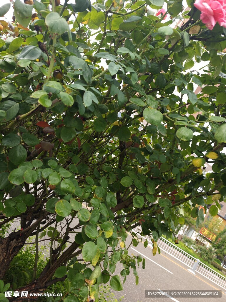 路邊繁花綠葉的植物