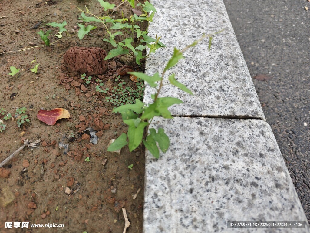 石縫中頑強(qiáng)生長的綠植