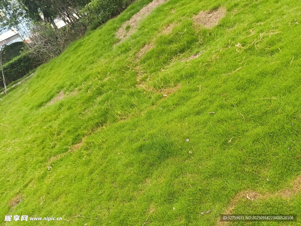 翠綠草地風(fēng)景