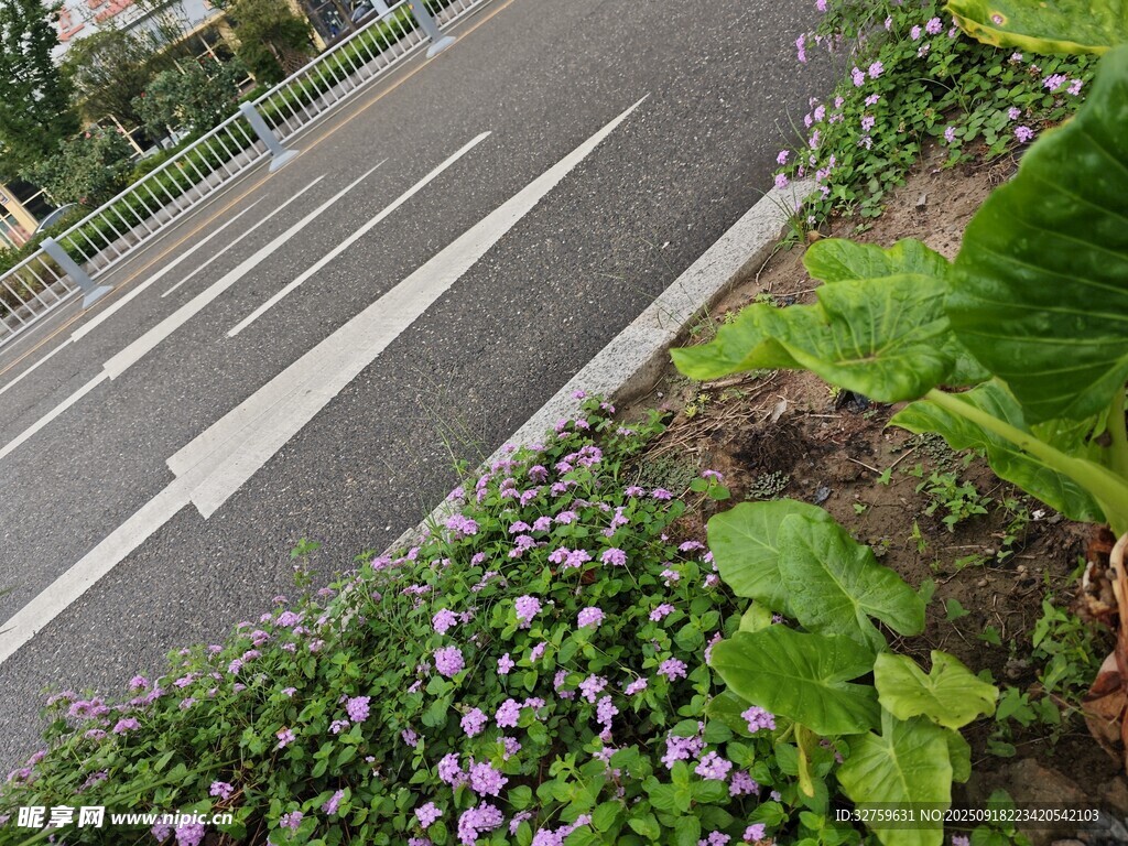 路邊多彩花卉景觀