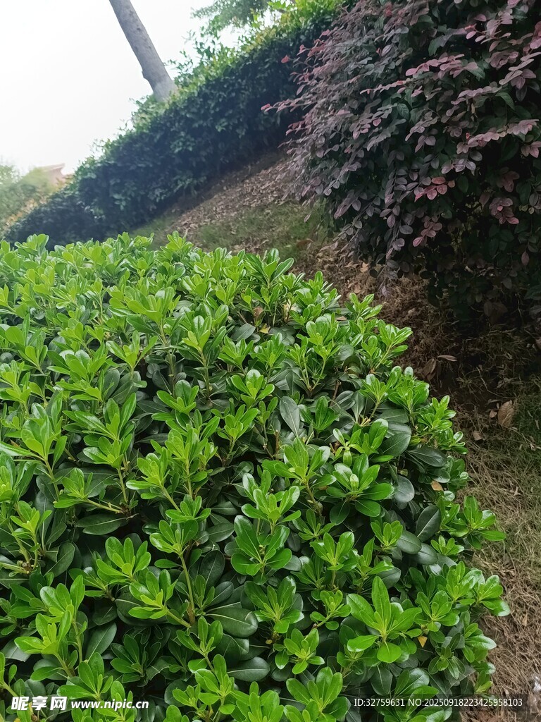 翠綠灌木與紫葉植物景觀