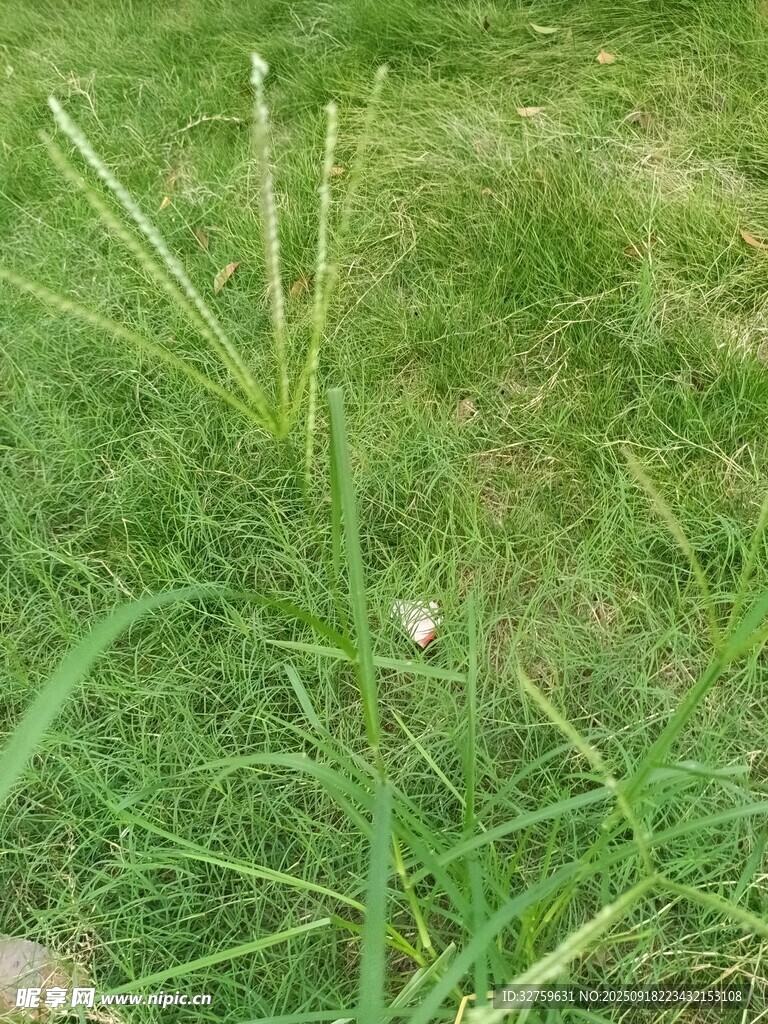 嫩綠草地中的細長野草