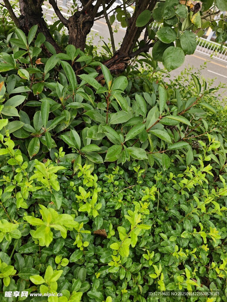 翠綠繁茂的綠植景觀