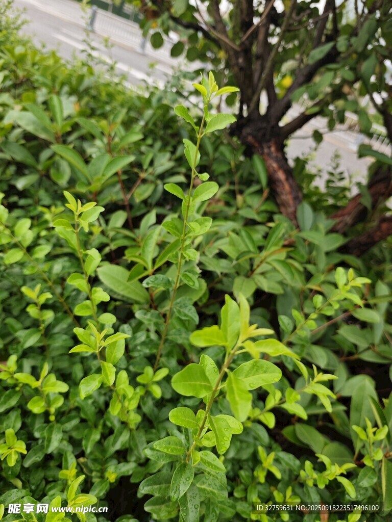 翠綠繁茂的灌木叢