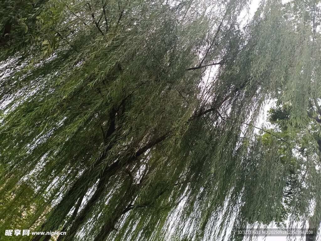 垂柳依依