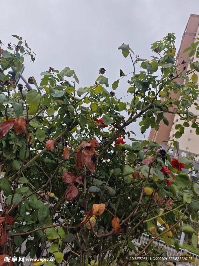 枝頭碩果累累的繁茂植物