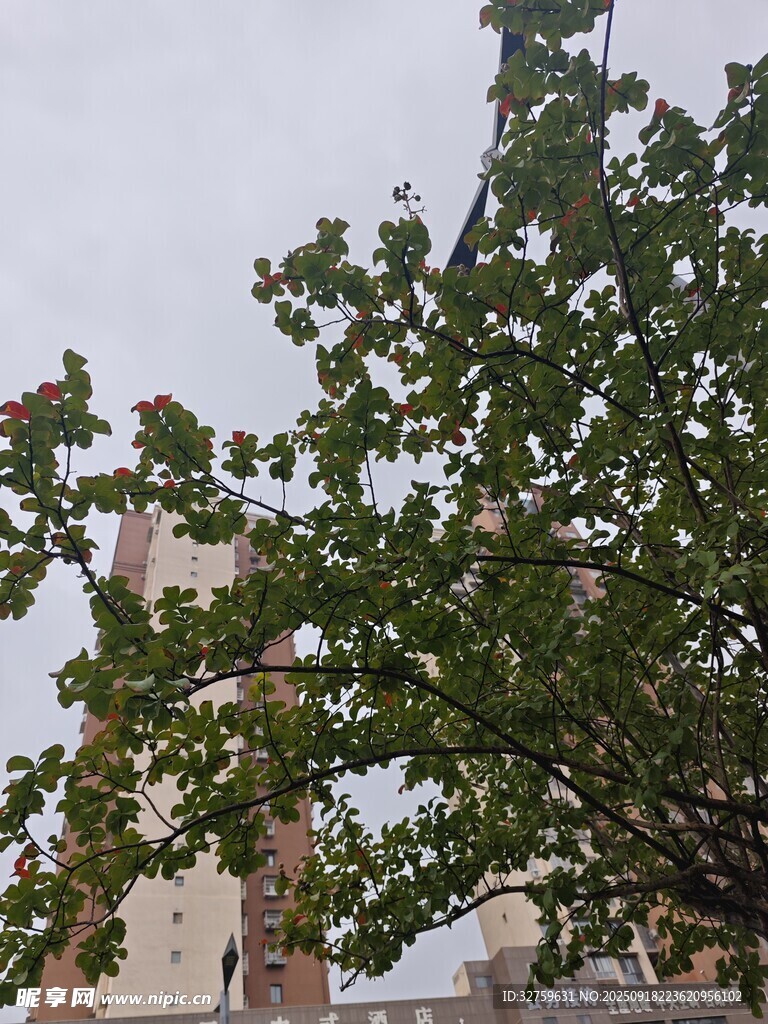 綠葉掩映下的古老建筑