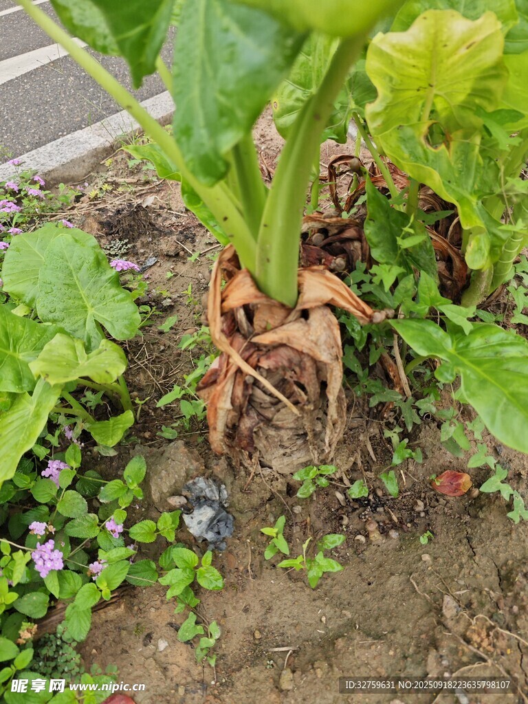 地里長(zhǎng)出奇特章魚(yú)狀植物
