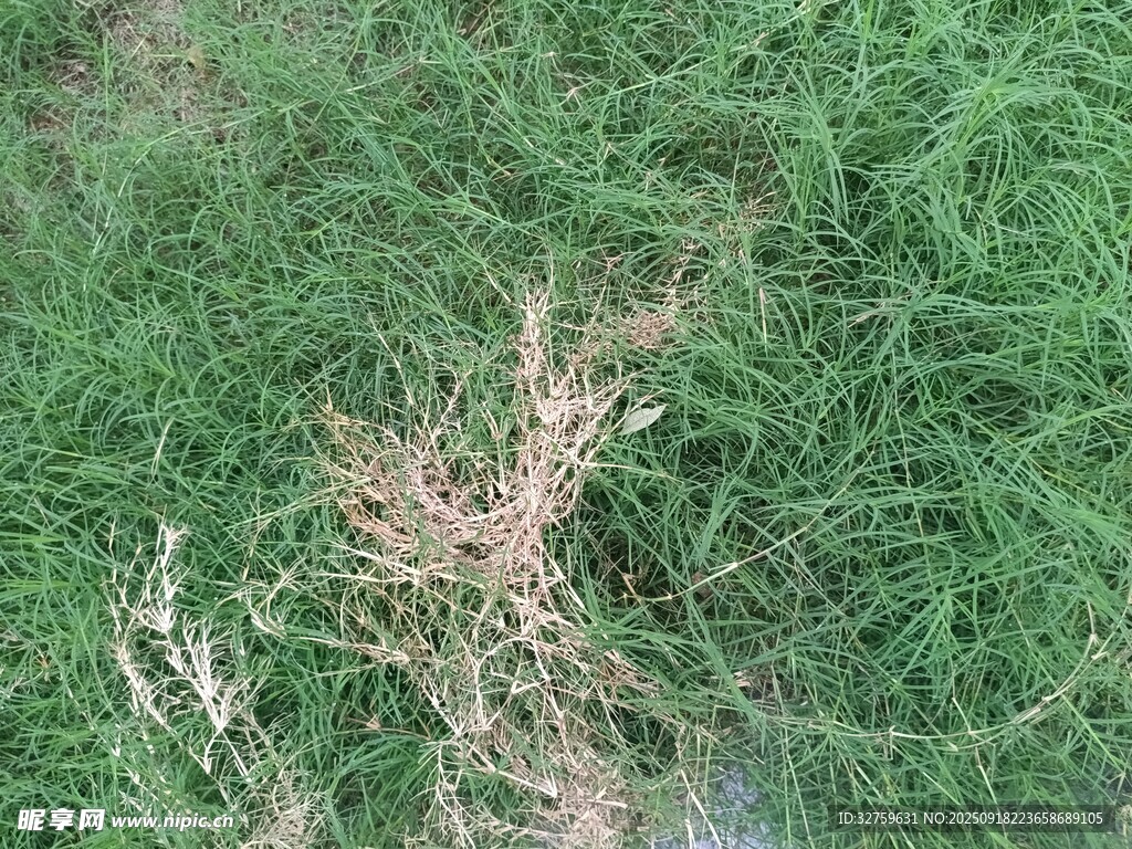 草地中的枯黃雜草