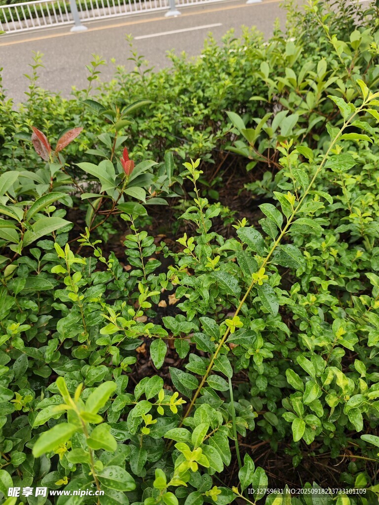 路邊翠綠繁茂的灌木叢