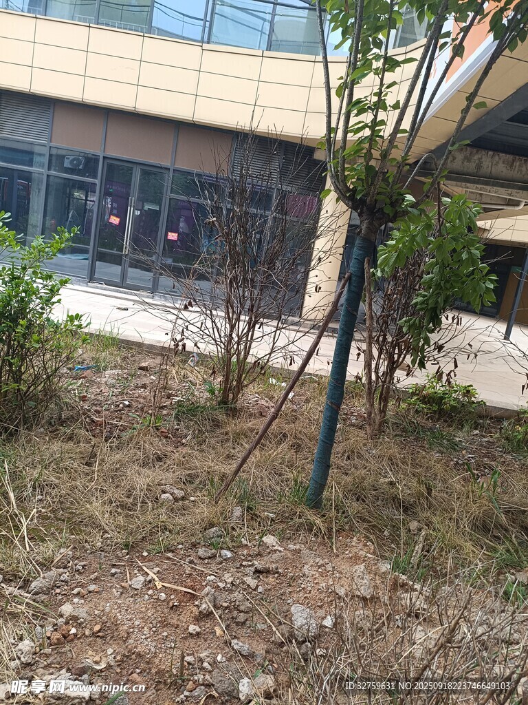 戶外綠植旁的建筑一角