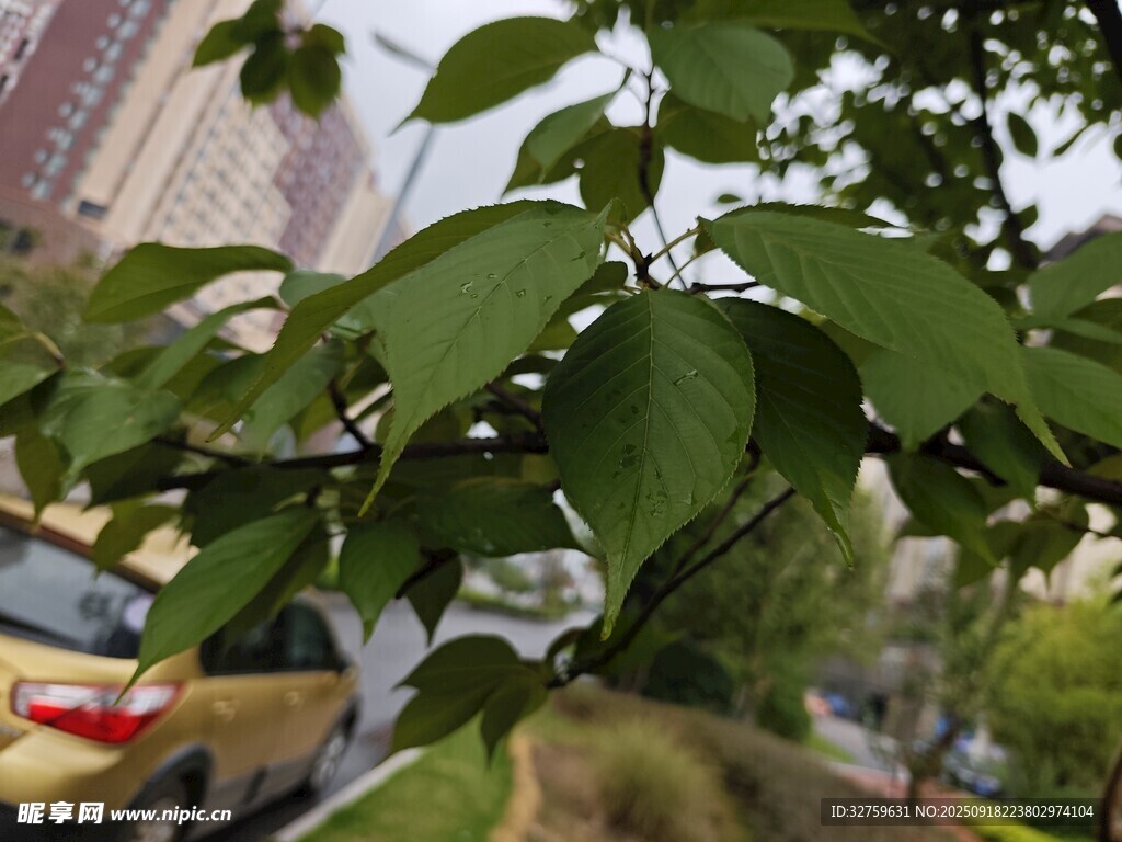 綠葉繁茂的枝頭景象