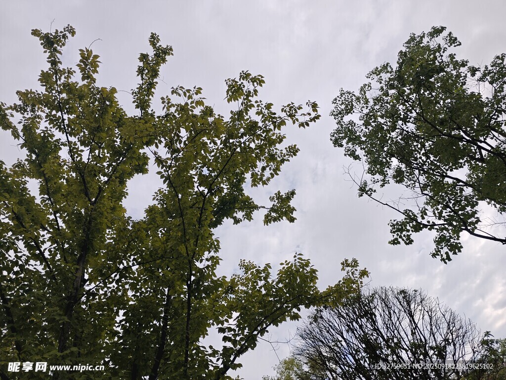 仰視綠樹與天空景致