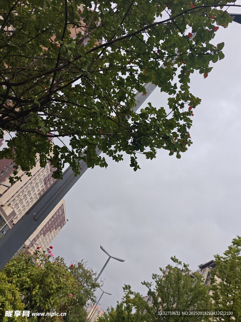 透過枝葉望天空的景象