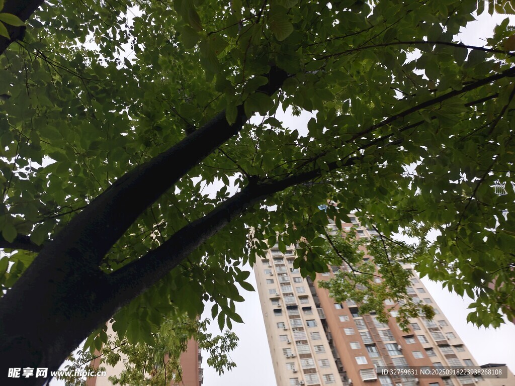 仰視綠樹與高樓