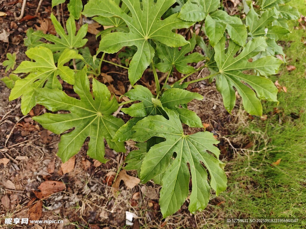 綠葉植物特寫