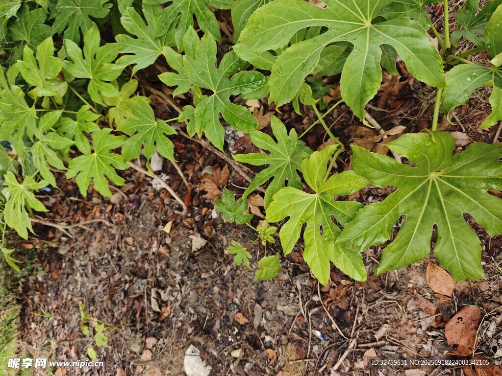 地面綠植特寫