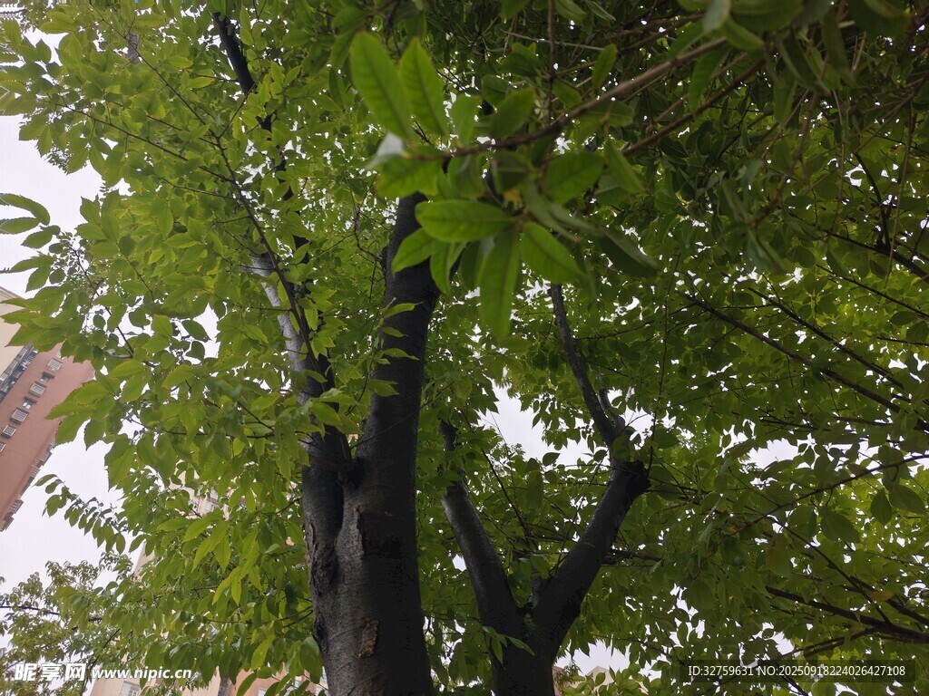 繁茂綠樹(shù)展現(xiàn)自然生機(jī)