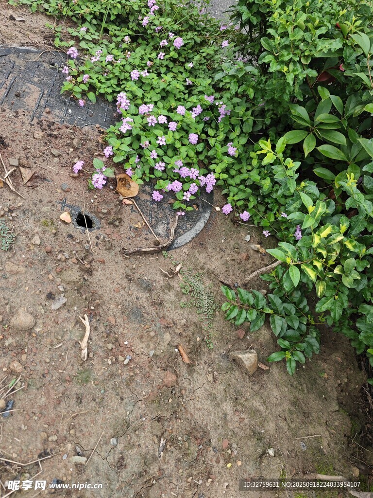 地面綠植旁的黑色物體