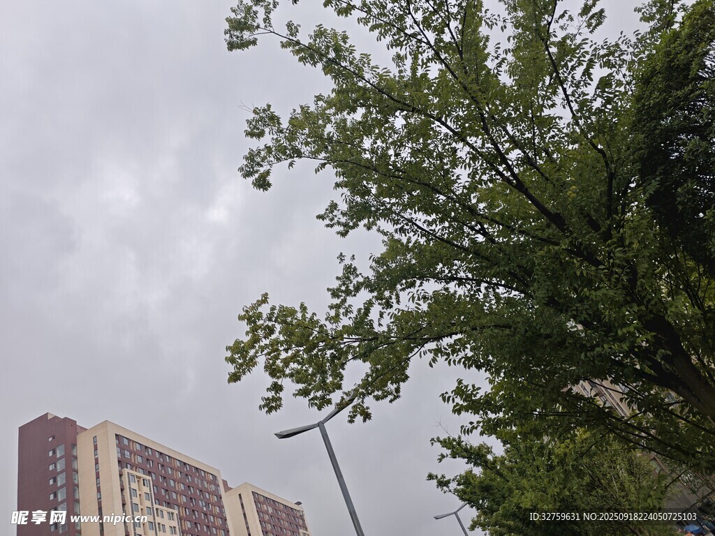 高樓旁的綠樹與陰沉天空