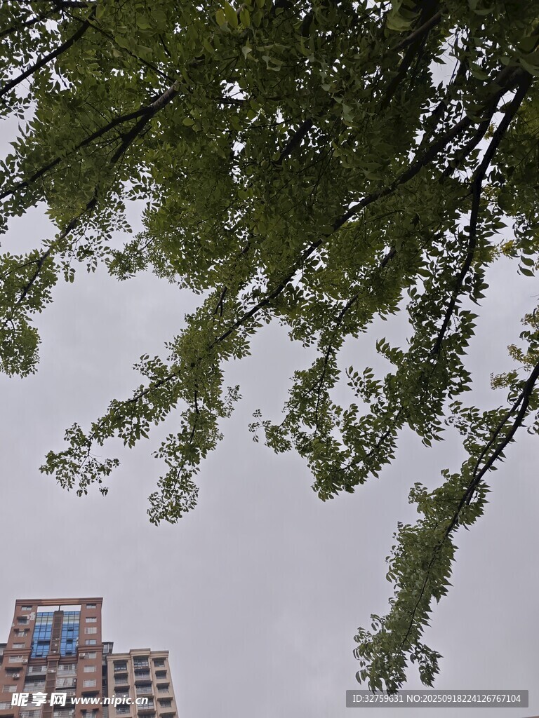 綠樹掩映下的高樓一角