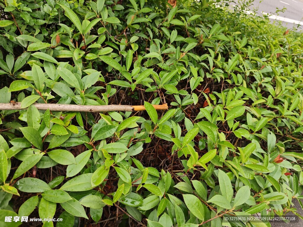 嫩綠植物叢