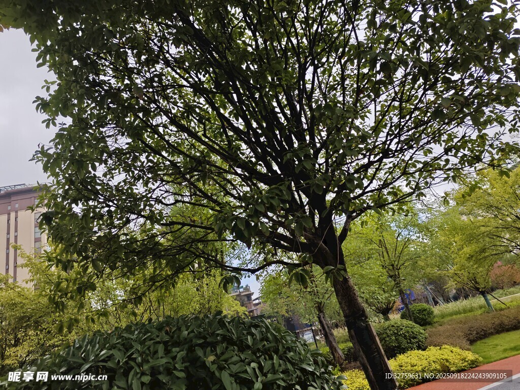 公園中的綠樹與周邊景致