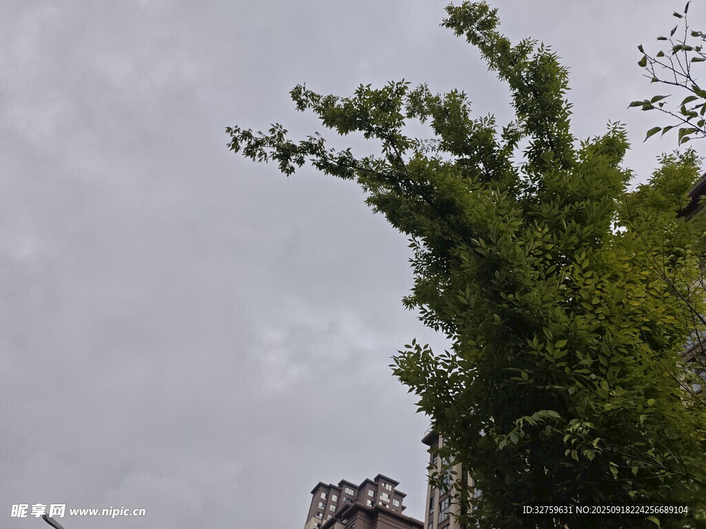 綠樹與樓宇間的天空景象