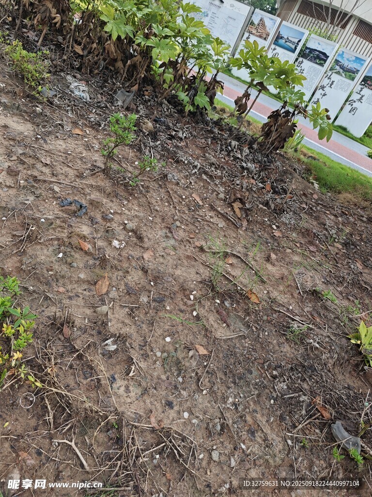 地面綠植與裸露泥土場景