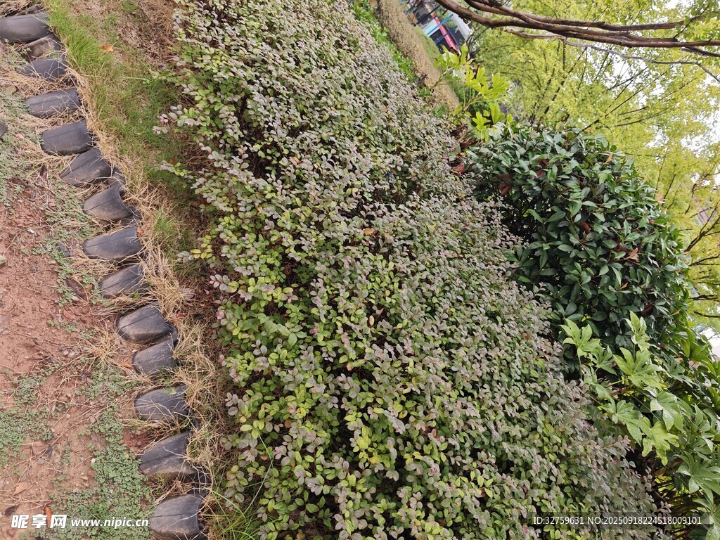 山坡綠植與蜿蜒石徑景觀