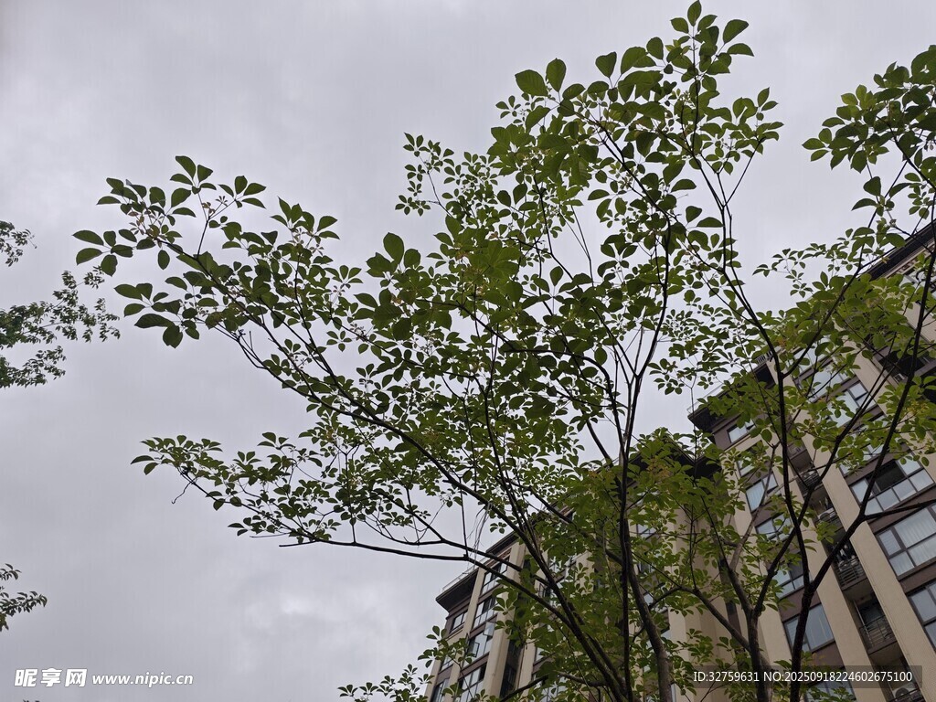 雨中新綠枝頭春意濃