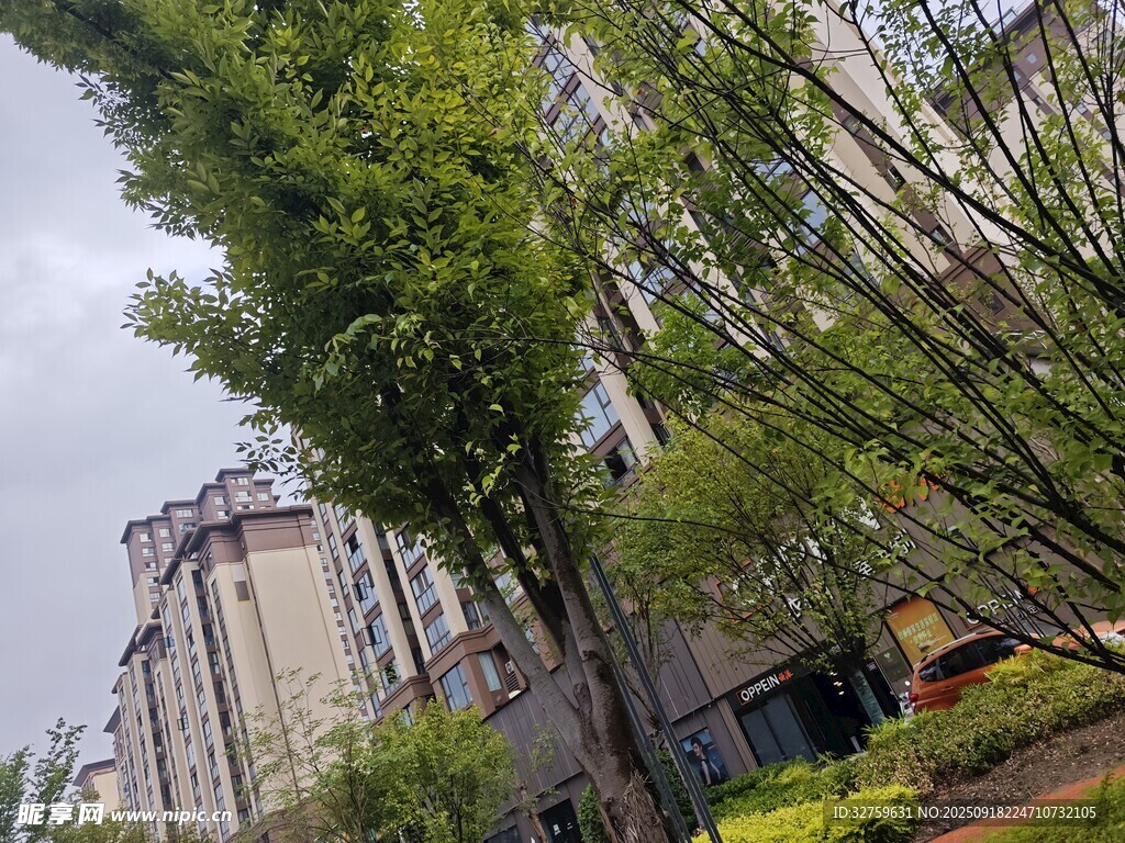 城市街道旁的蔥郁綠樹(shù)