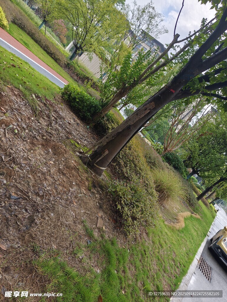 路邊綠植景觀