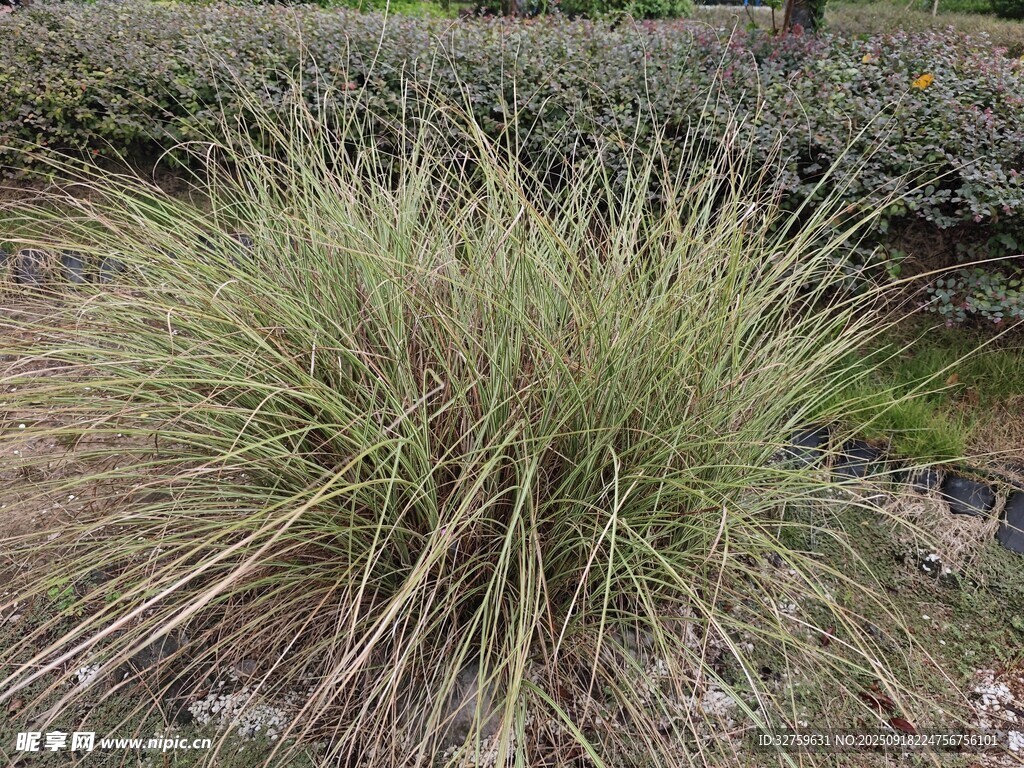 翠綠叢生的觀(guān)賞草植物