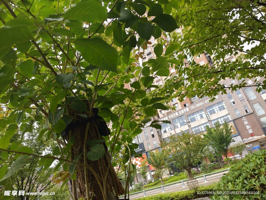 透過枝葉看遠(yuǎn)處建筑
