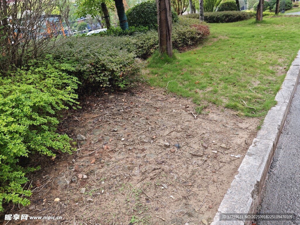 路邊裸露泥土的綠化帶