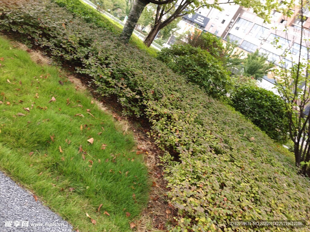 路邊綠植景觀