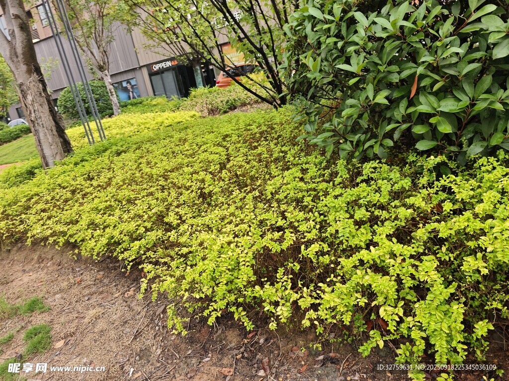 綠意盎然的地面綠植景觀