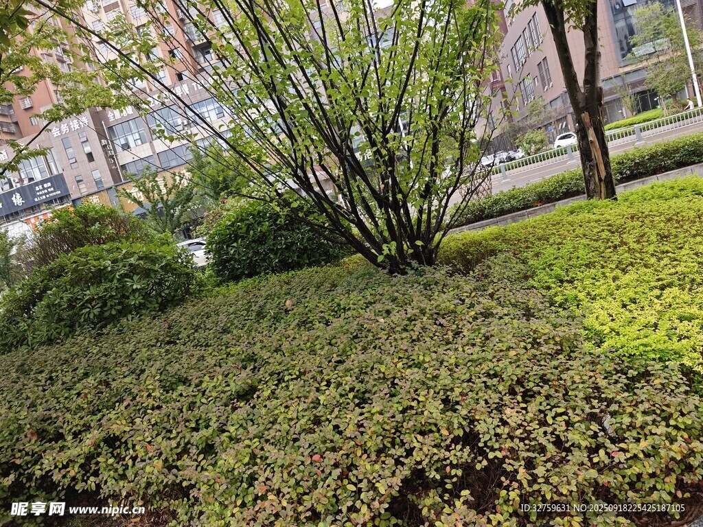城市綠植景觀
