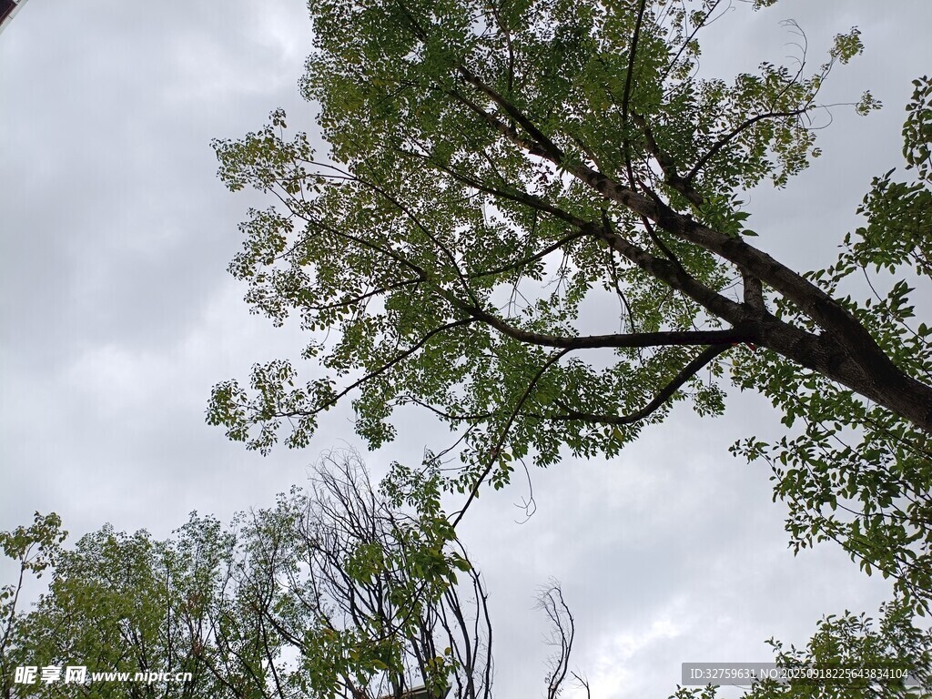 天空下的繁茂綠樹