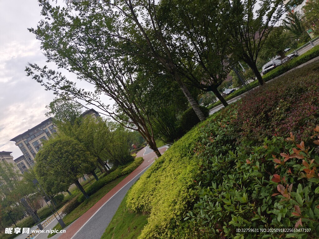 校園林蔭道綠意景致