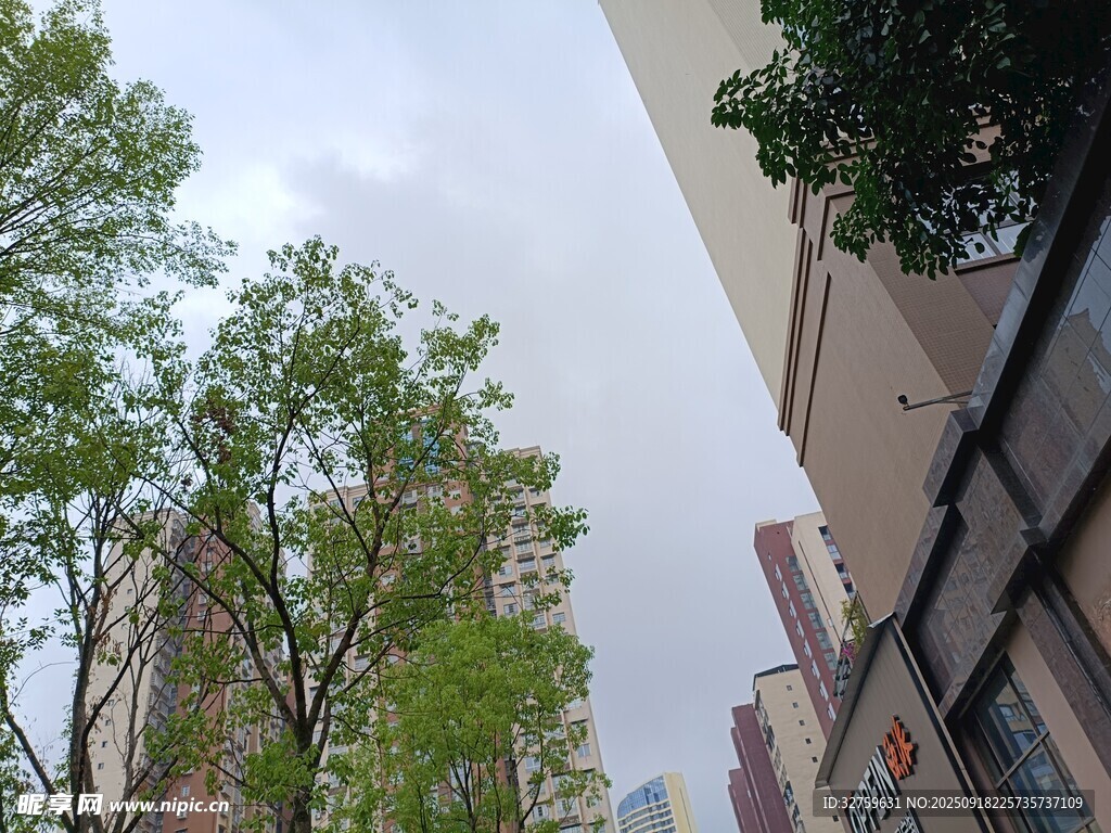 城市中的綠樹與建筑