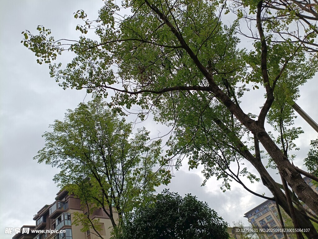 仰視綠樹(shù)與背后建筑