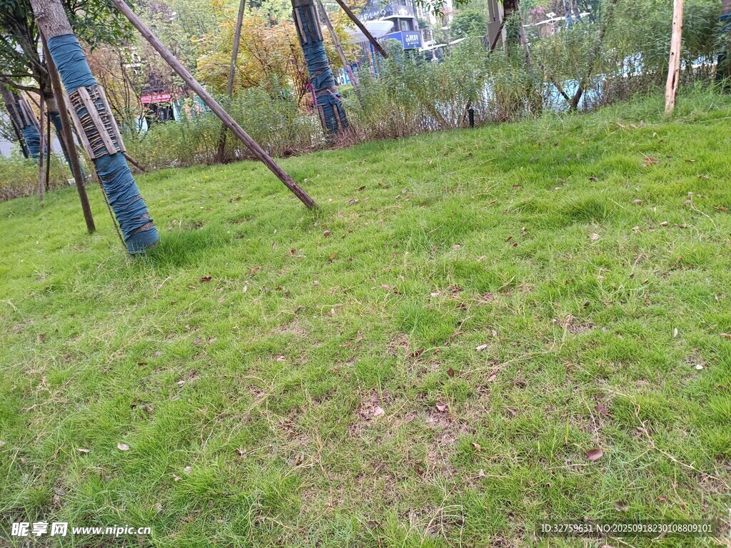 戶外草地場景