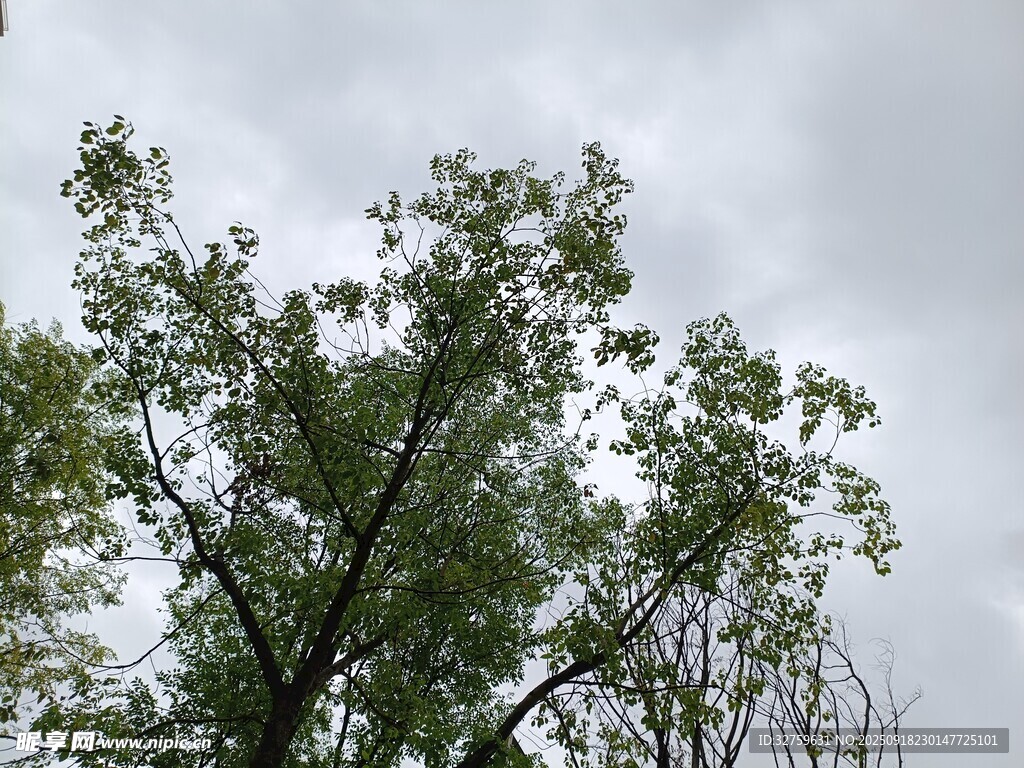 天空下的繁茂綠樹