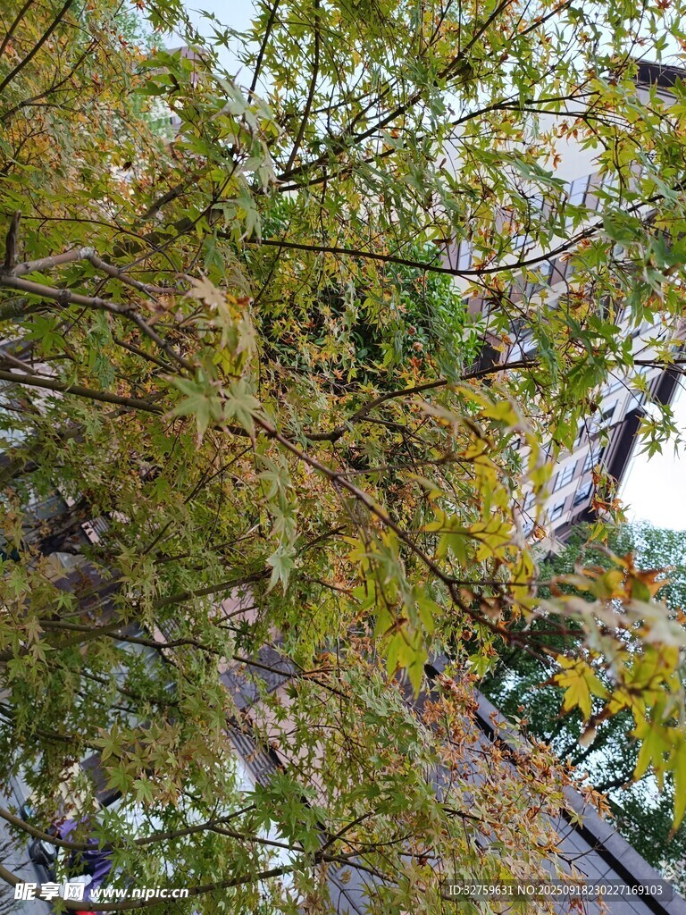 枝葉繁茂的樹木景象